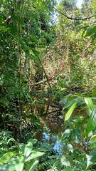 Paisaje de la selva amazonica