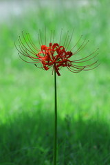 秋の野原に咲く赤いヒガンバナ