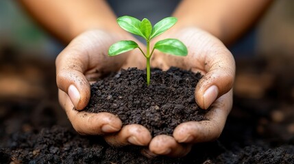 Close-up of hands holding a small plant sprouting from soil, symbolizing growth and environmental consciousness.