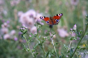 A brightly coloured butterfly in the wild. Summer landscape with a butterfly