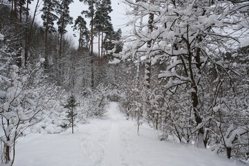 forest outside Snow on fir branches, winter beautiful landscape. Copy space. Christmas and New Year background.