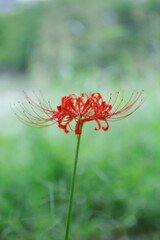 秋の野原に咲く赤いヒガンバナ