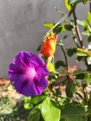 duo of purple epomea and orange rose