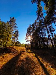 Fototapeta premium mountain, autumn in the forest