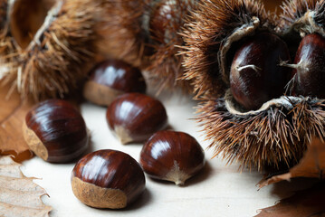 Close-up image of sweet edible chestnuts, friuts of fall season, on a wooden table, with their brown autumn lanceolate leaves and a spiny open burr.