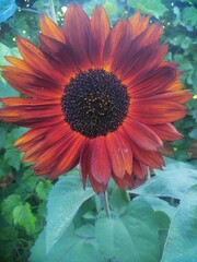 flamy sunflower in a vase