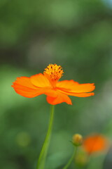 秋の新緑に咲くキバナコスモス