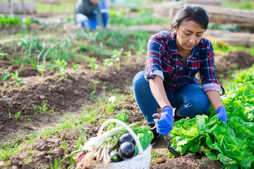 Woman caring for lettuce sprouts on the farm field