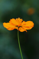 秋の新緑の中に咲くキバナコスモス