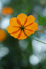 秋の木漏れ日の中に咲くキバナコスモス