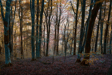 A forest of Autumn colours in the soft dawn light in South Wales, UK