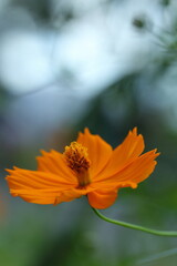 秋の木漏れ日の中に咲くキバナコスモス