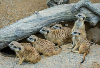 A colony of seven meerkats looking in the same direction. Captive. Horizontal image.