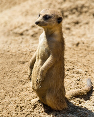 A lone meerkat is sitting upright in the sand, looking sideways as if on lookout duty. Captive. Vertical image.