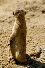 A lone meerkat is sitting upright in the sand, looking away from the cameral as if on lookout duty....