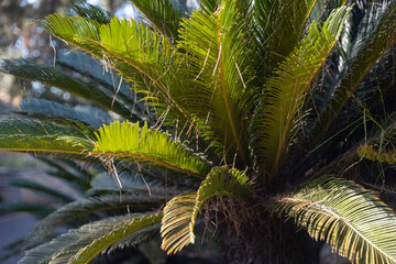 Cycas revoluta is a species of gymnosperm in the family Cycadaceae, native to southern Japan...