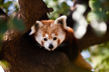 Closeup of cute red panda face in green leaves of tree in natural habitat..