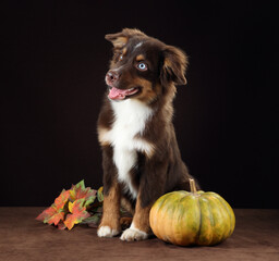 Cute little puppy with a pumpkin