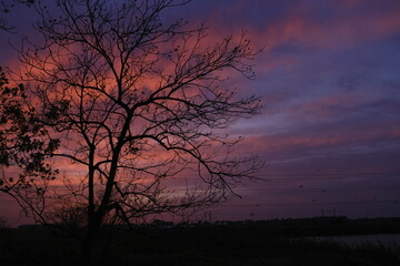 Fototapeta premium Tree during sunset