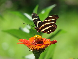 Obraz premium butterfly on flower