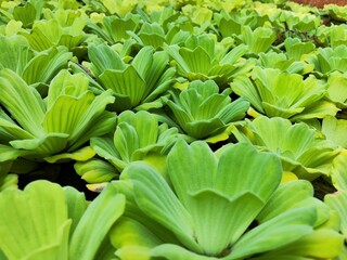 Obraz premium Water lettuce (Pistia stratiotes) floating plants grow on ponds and rivers. It is very green and looks like flowers on top of the water. These water lettuce plants keep the river water fresh and heal