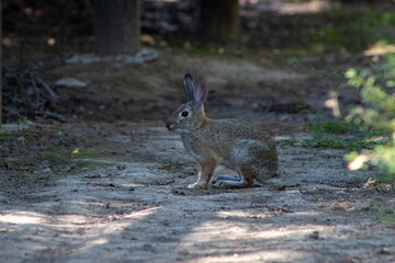 rabbit in the grass