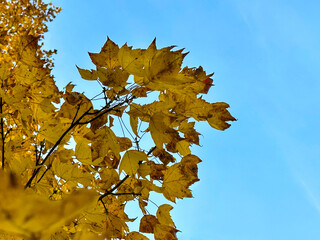 Yellow Gold Of Tulip Poplar Leaves In Autumn Against A Blue Sky