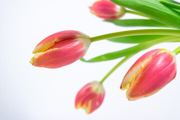 Bouquet of fresh natural red-yellow tulips close up. Greeting card.