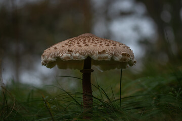 A close-up of a wild mushroom with a textured cap in a forest setting. The mushroom stands tall amidst green grass, capturing the essence of nature's intricate beauty.