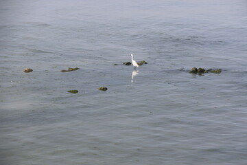 seagulls on the beach