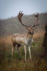 This image shows a majestic deer standing in a misty field, with tall, branching antlers and a dappled coat. The soft, foggy background and dry grasses highlight the deer’s graceful stance and natural