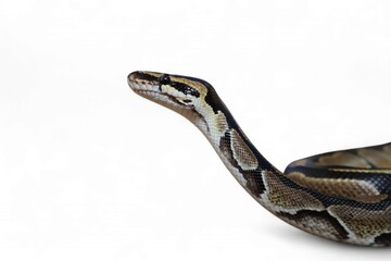 The Ball Python (Python regius) also called the Royal Python, is a python species native to West...