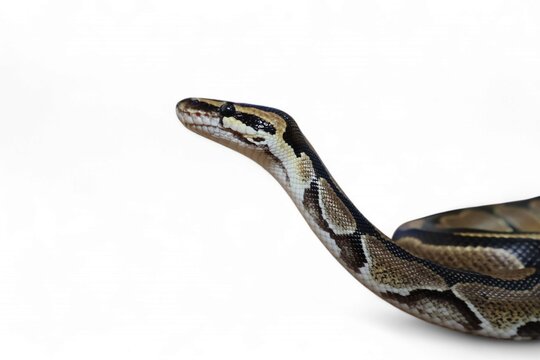 The Ball Python (Python regius) also called the Royal Python, is a python species native to West and Central Africa isolated on white background
