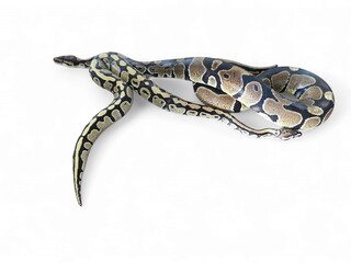 Fototapeta premium The Ball Python (Python regius) also called the Royal Python, is a python species native to West and Central Africa isolated on white background