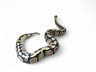 The Ball Python (Python regius) also called the Royal Python, is a python species native to West and Central Africa isolated on white background