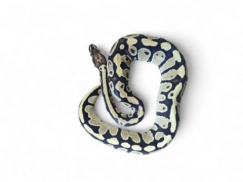 The Ball Python (Python regius) also called the Royal Python, is a python species native to West and Central Africa isolated on white background