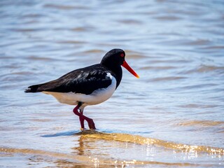Oystercatcher bird wading in sunlight