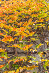 Poland capital city Warsaw Royal Lazienki Park trees decorated with autumn colors and leaves and flowers with detail shots