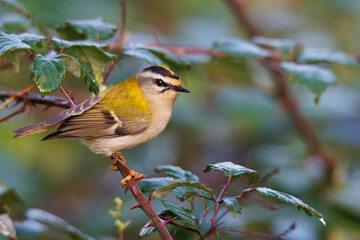 Naklejka premium Estrelinha cabeça listrada, pequena ave muito activa dificil de observar pois anda sempre dentro da vegetação. Nome cientifico Regulus ignicapilla