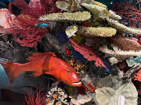 Colourful underwater scene in a museum in Queensland of fish, turtle, coral and underwater creatures