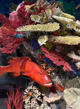 Colourful underwater scene in a museum in Queensland of fish, turtle, coral and underwater creatures