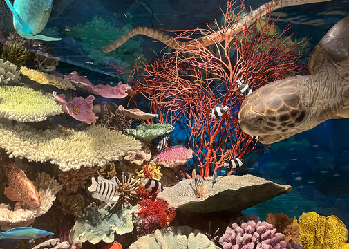 Colourful underwater scene in a museum in Queensland of fish, turtle, coral and underwater creatures