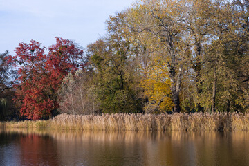 Picturesque autumn lake with vibrant red and yellow foliage reflecting in calm water under a clear sky. Seasonal beauty, tranquility in nature, and vibrant autumn colors in a peaceful outdoor scene