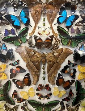 Beautiful display of colourful butterflies in a museum in Queensland Australia