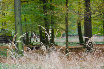 A sunny fall forest in October