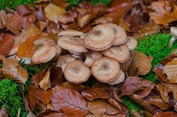 Mushrooms in an autumn wood