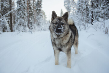 A single dog is standing in the white snow, attentively looking directly at the camera with a curious expression on its face