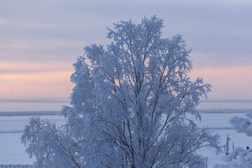 A beautifully snowy tree stands tall with a stunning sunset in the background, creating an enchanting natural scene for all to admire