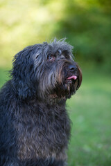 Porträt eines Schapendoes im Garten