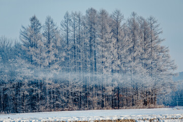 霧氷と気嵐
